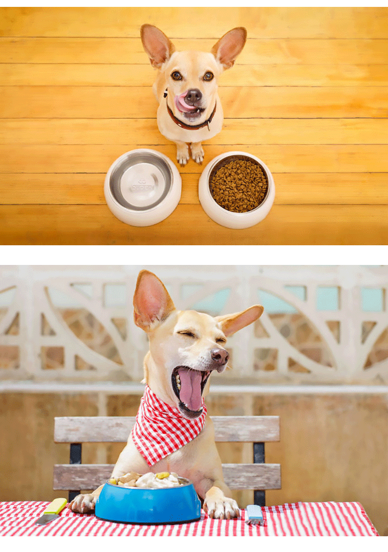 Stainless steel pet bowl with melamine base