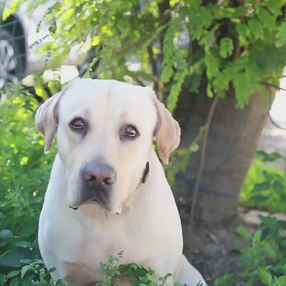 Dog Outdoor Drinking Cup Pet Supplies Outdoor Water Bottle Dog Walking Dual-Purpose Food Bottle Silicone Leaf Water Feeding Bottle